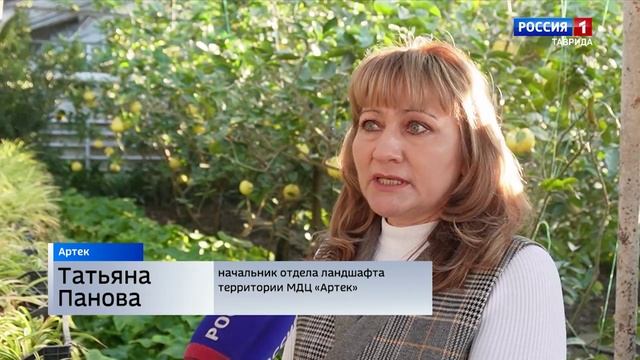 В «Артеке» собирают лимоны для бойцов в зоне СВО смотреть онлайн