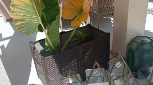 Отель Cher, Камаду, Мальдивы, январь 2026 (Hotel Cher, Kamadhoo, Maldives, January 2026)