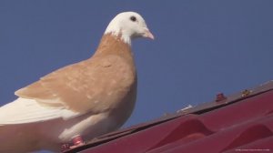 Первый  весенний чужак Бойные голуби