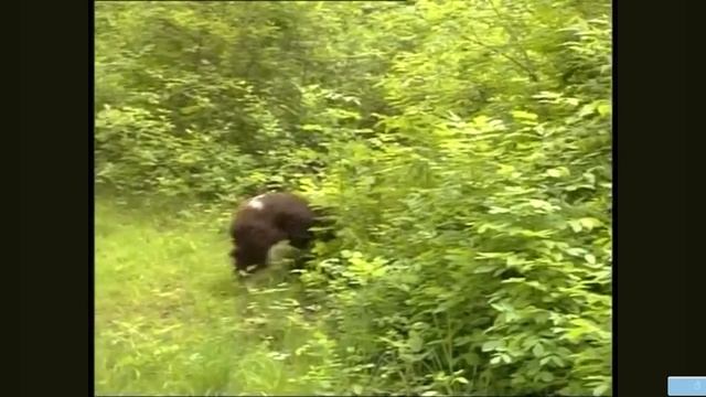 Животные. Кокер спаниель. ПЕРЕВОД. док.фильм