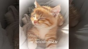 ᯓ ᴏбᴏ ʍнᴇ☕ #Шортсы