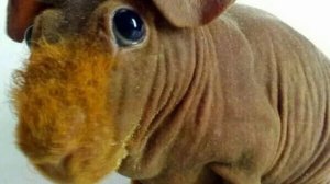 Все о породе морской свинки "СКИННИ"/Морская Свинка Орешек