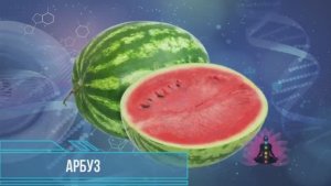 Арбуз*Программа Матрица по Технологии Гаряева П.П