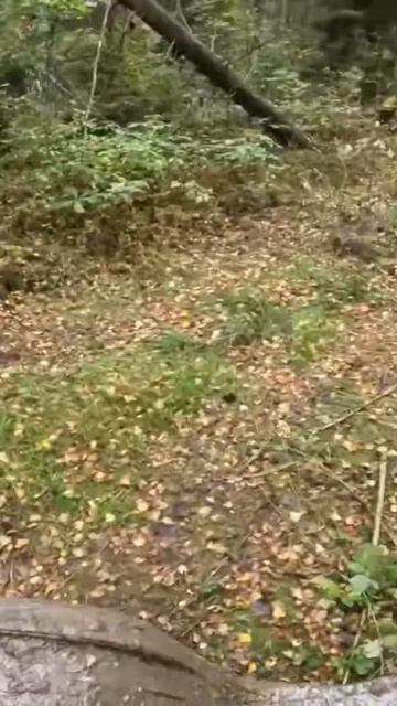 КАК НЕНАДО ПРОЕЗЖАТЬ ЧЕРЕЗ ДЕРЕВО #stels#Смехсчастья#Грязь #квадроцикл#лес#лужи#hisun700#Quadrodrive КАК НЕНАДО ПРОЕЗЖАТЬ ЧЕРЕЗ ДЕРЕВО #stels#Смехсчастья#Грязь #квадроцикл#лес#лужи#hisun700#Quadrodrive