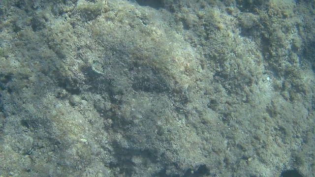 Снорклинг в Красном море 2026: Удивительный риф прямо у отеля! смотреть онлайн