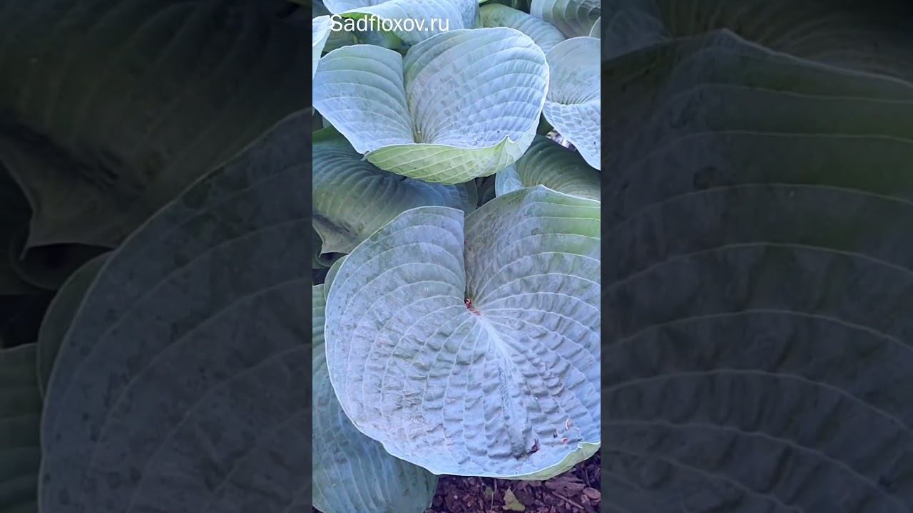 Роскошная хоста Абиква Дринкин Гурд смотреть онлайн