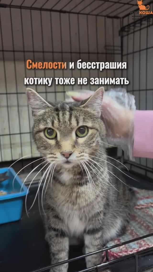 Тигрик ждёт вас в приюте #Муркоша смотреть онлайн