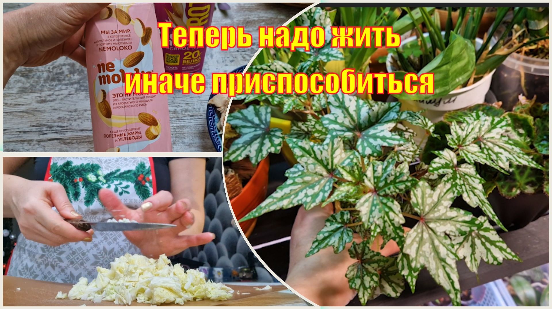 Ошибка в протоколе ДТП, началось? Еда на несколько дней. Обход домашних цветов в оранжерее смотреть онлайн