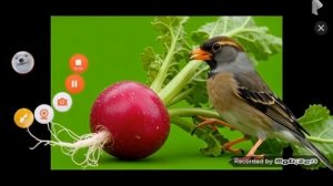 чиж и овощи