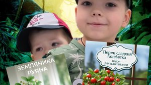 Посадка перца и земляники. Часть 1
