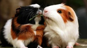 КОГДА МОРСКОЙ СВИНКЕ НЕОБХОДИМ ДРУГ/Морская Свинка Орешек