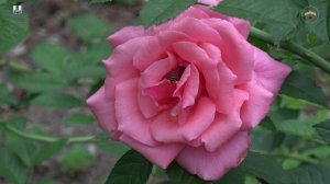 Стихотворение Лолоко