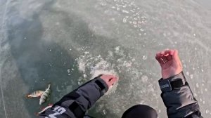 Трофейный Окунь!!! Зимняя рыбалка на Варваровском водохранилище!!!