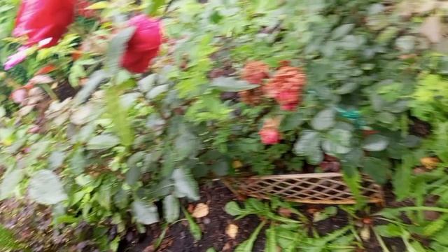 Деревенские летние дни. смотреть онлайн