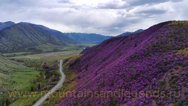 Чике Таманская весна на Алтае. Цветение маральника смотреть онлайн