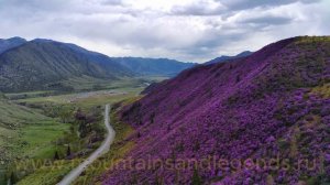 Чике Таманская весна на Алтае. Цветение маральника