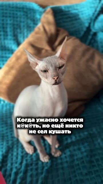 Киса знает когда надо 🤪🤣🤣🤣