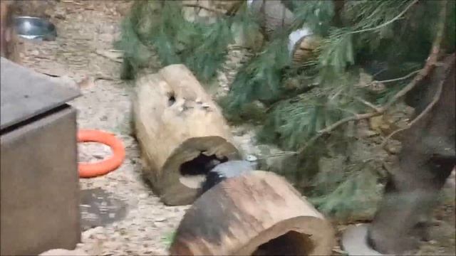 Медоеды весело играют друг с другом 12.01.2026 смотреть онлайн