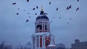 Городские птицы