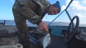 СПОЙМАЛ СИГОВ И КАМБАЛЫ С КАТЕРА! НАКОПАЛ ЗМЕЙКИ!