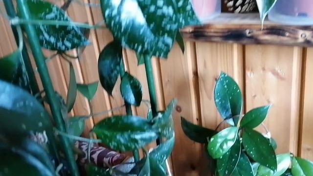 Мои восковые плющи - хойи. Старое видео смотреть онлайн