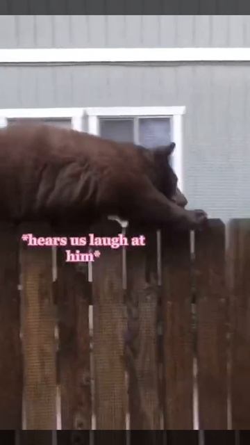 Медведь по забору смотреть онлайн