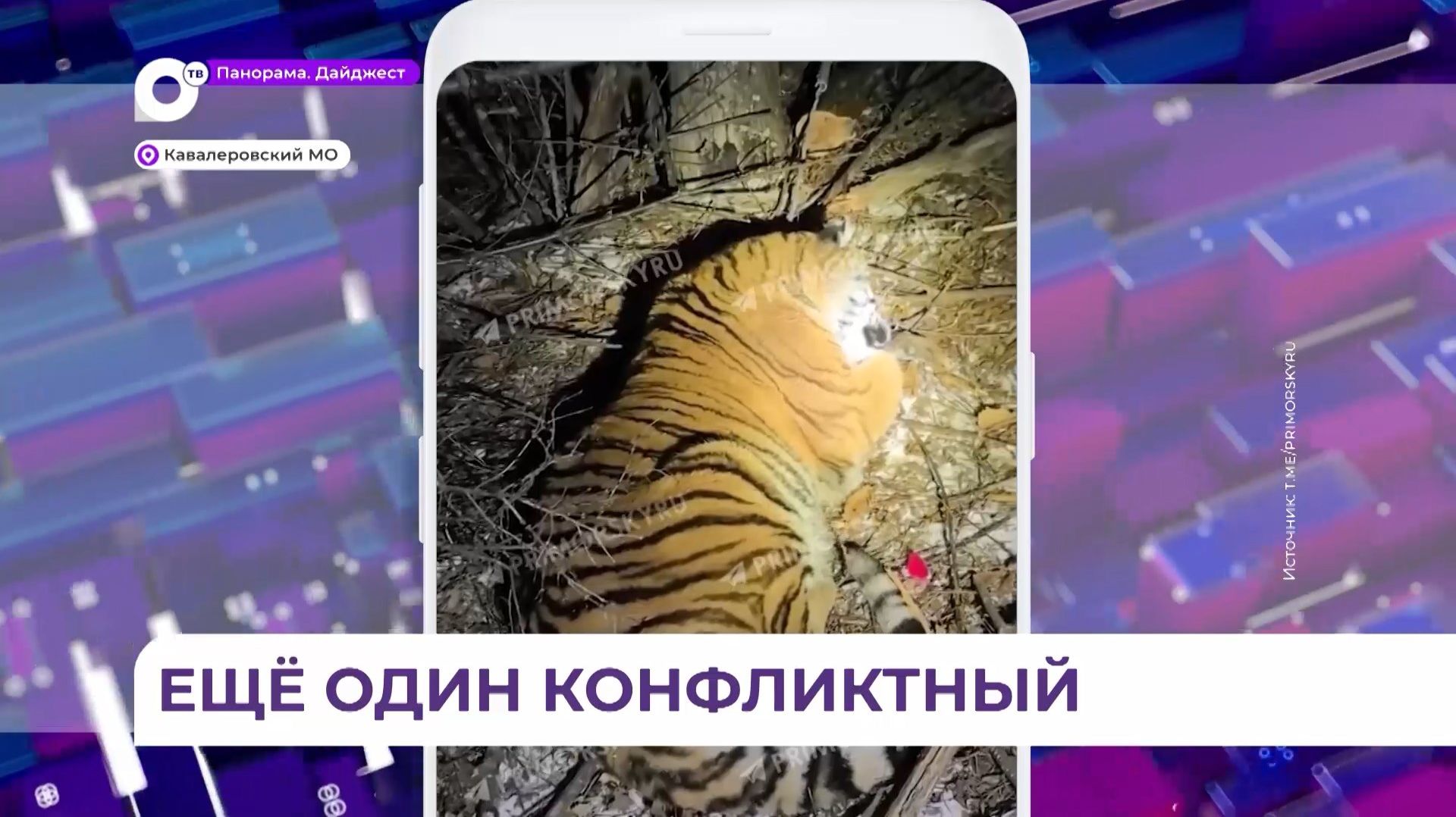 В Кавалеровском округе Приморья отловили конфликтного тигра смотреть онлайн
