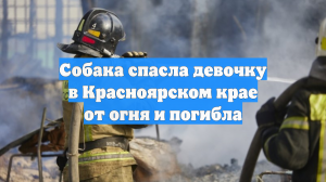 Собака спасла девочку в Красноярском крае от огня и погибла