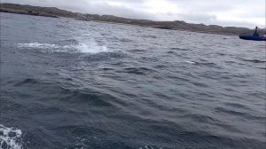 Дельфинчики играют