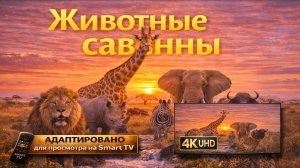 Животные саванны, релакс фильм о дикой природе Африки (Видео UHD)
