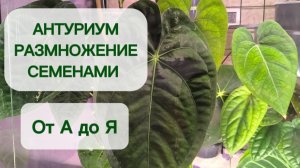 АНТУРИУМЫ. РАЗМНОЖАЕМ СЕМЕНАМИ. Самый полный гайд. 16-01-2026