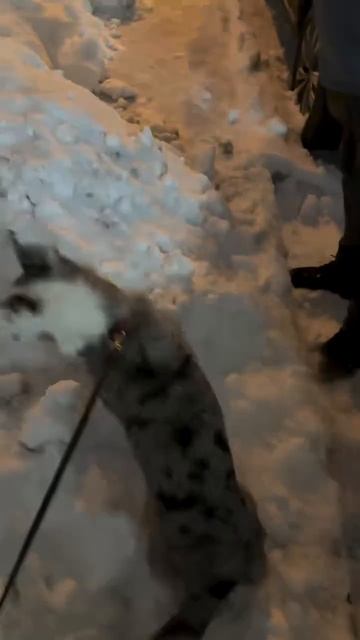 Веселый пес. смотреть онлайн