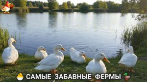 Веселые фермы и выращивание птиц, животных и растений (1) 🐓🦆🐮🐷🐏🐏