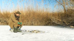 В ЭТОЙ ЛУНКЕ РЕАЛЬНО РЫБЫ ТЬМА! ЖОР У КОРЯГИ ПРОДОЛЖАЕТСЯ! Зимняя рыбалка