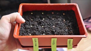 Когда сажать сладкий перец на рассаду? Расскажу по регионам.