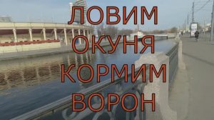 ТАСКАЕМ ОКУНЕЙ И КОРМИМ ВОРОН🔥🔥🔥