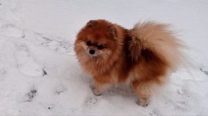 Такую зиму я люблю ...Макеевка ДНР Россия .