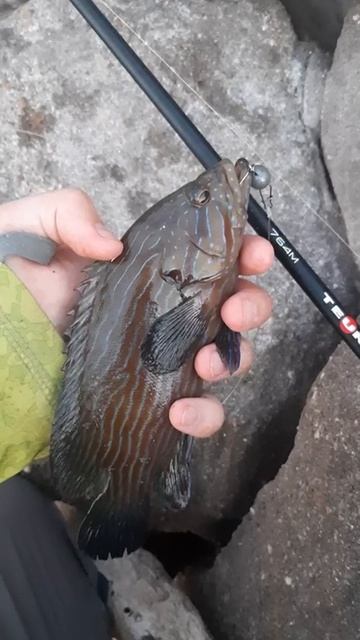 Ловим групера на южно-китайском море смотреть онлайн