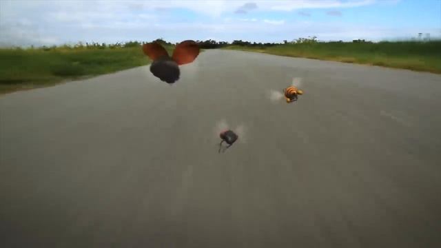 природа насекомые хорошее качество