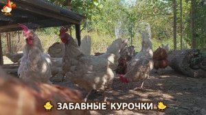 Забавные курочки несушки на сельском подворье 🤗😂😜 (93)