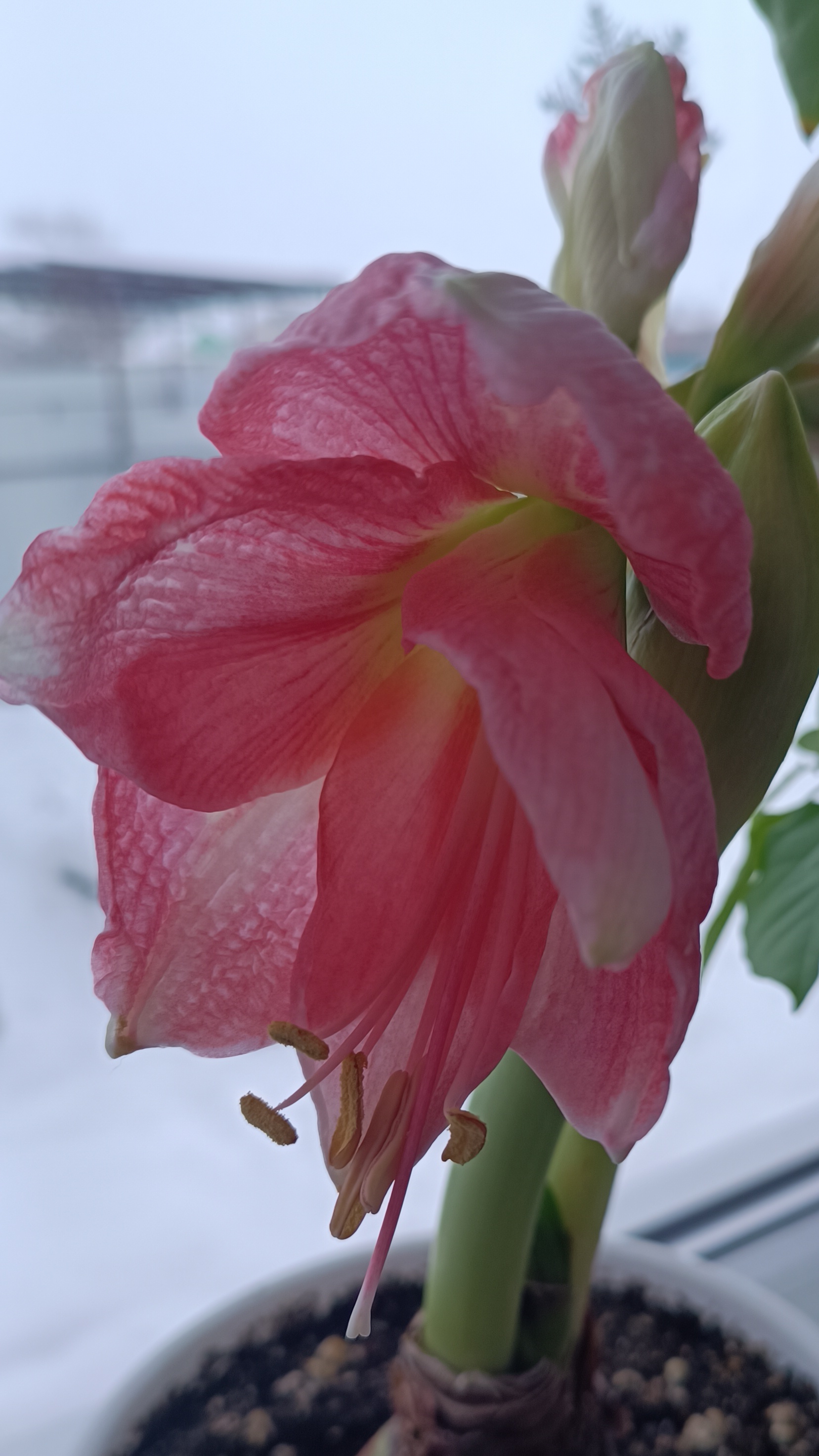 Зимний подарок! Амаралис зацвёл 15.01.2026г.