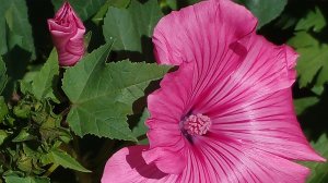 Цветочки расцвели в душе. Архив 2024 год. #цветы