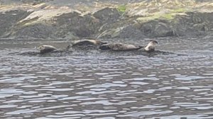 Тюлени на острове