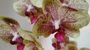 О Р Х И Д Е И    ДЛЯ ЧАЙНИКОВ. Уход и содержание орхидеи сразу с магазина - первая орхидея в доме