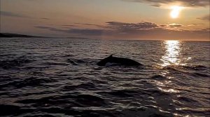 petal_20250617_114303.mp4