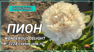 Травянистый гибрид "WONDEROUS DELIGHT"/Сад Ворошиловой