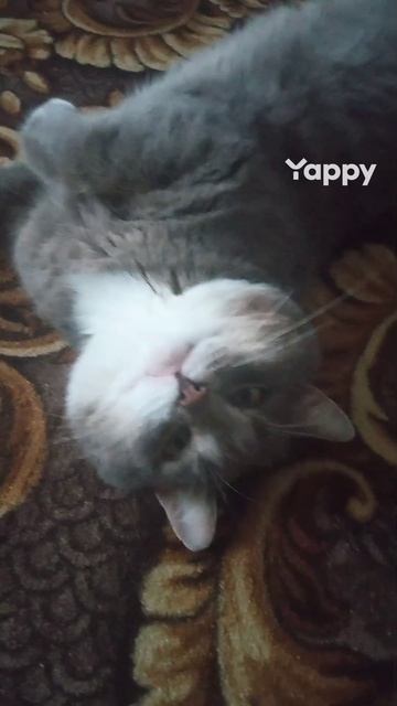 Мяу,мяу,мяу….что означает…….#забавныепитомцы #юмор #кот #животные