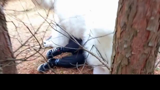 белый медведь