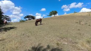 Возвращение с прогулки..... 14.01.26.