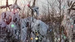 Середина зимы, 15 января 2026 года.